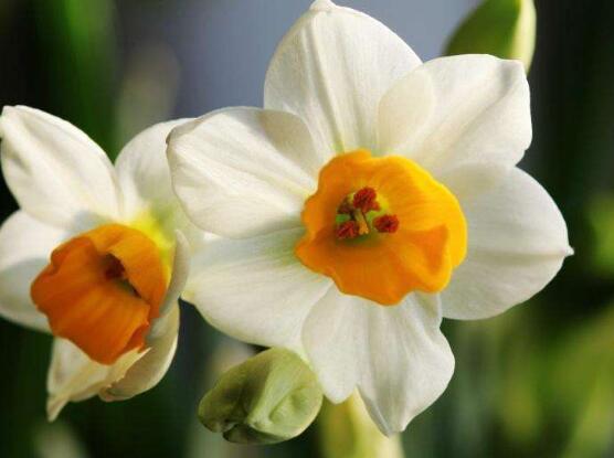 水仙花怎么修剪，水仙花修剪方法