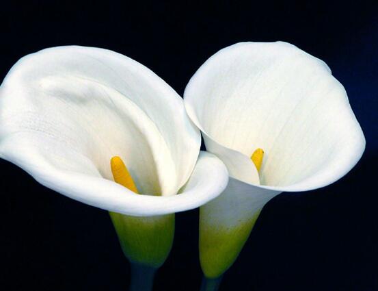 馬蹄蓮的養(yǎng)殖方法和注意事項，教你最實用五點基本養(yǎng)殖方法