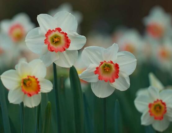 洋水仙有哪些品種，盤點(diǎn)五大最好看的品種