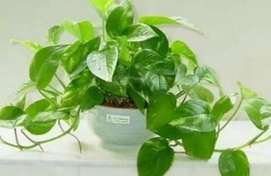 綠蘿澆啤酒好嗎，綠蘿多久澆一次啤酒