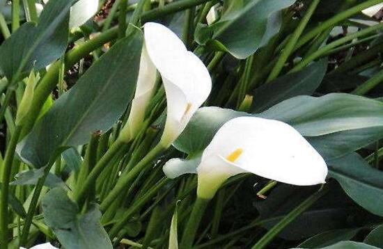 馬蹄蓮葉子發(fā)黃怎么辦，五個(gè)步驟讓它重新恢復(fù)生機(jī)