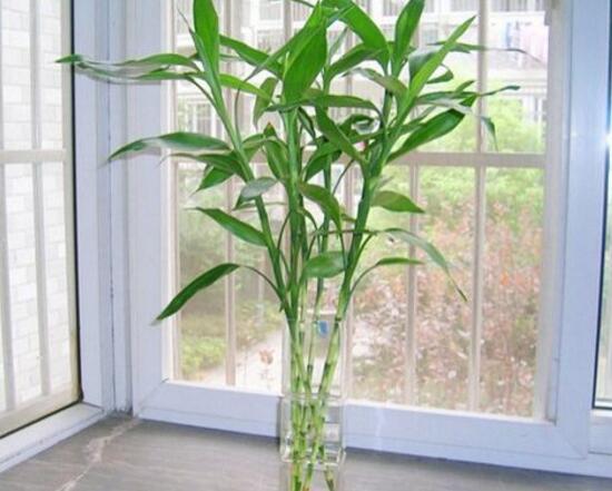 富貴竹長高了怎么修剪，水養(yǎng)富貴竹修剪圖解
