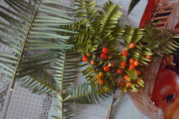 紅豆杉幾月份開花結(jié)果，春花秋熟（在春季開花秋季結(jié)果）