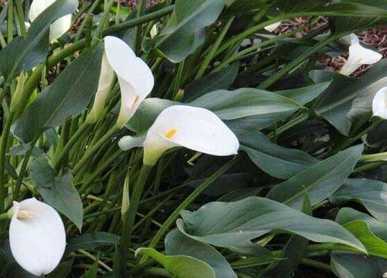 馬蹄蓮夏天怎么養(yǎng)，做好這五個(gè)要點(diǎn)安然度夏