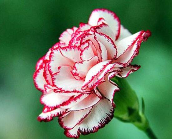 康乃馨各色花語及象征意義，表達(dá)對(duì)母親深深的愛