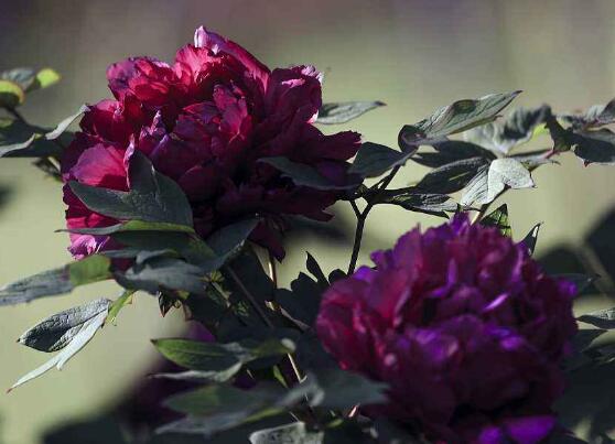 牡丹花可以水培嗎，牡丹花水培方法