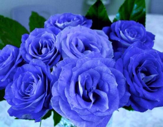 玫瑰花種類有哪些，欣賞最好看的五大品種(寓意深刻)