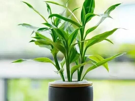 富貴竹有什么好處，富貴竹的功效與作用
