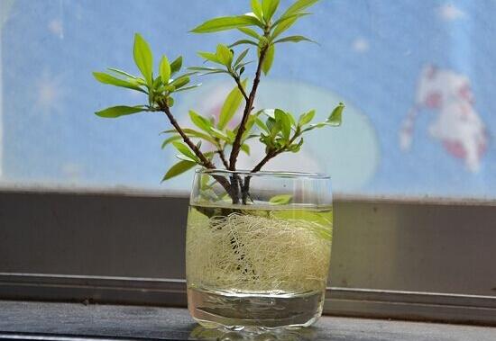 梔子花怎么繁殖，梔子花五大繁殖方法