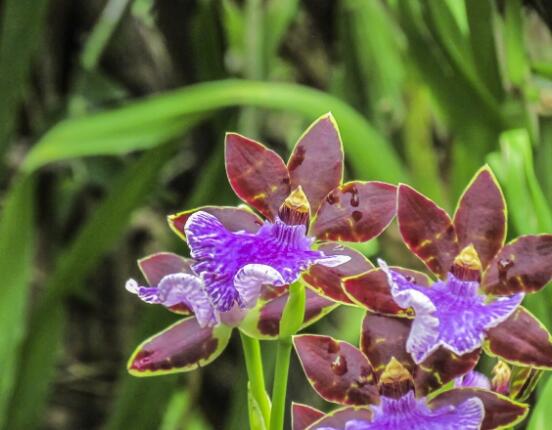 蘭花澆水方法，不同環(huán)境不同澆水量(光照溫度)