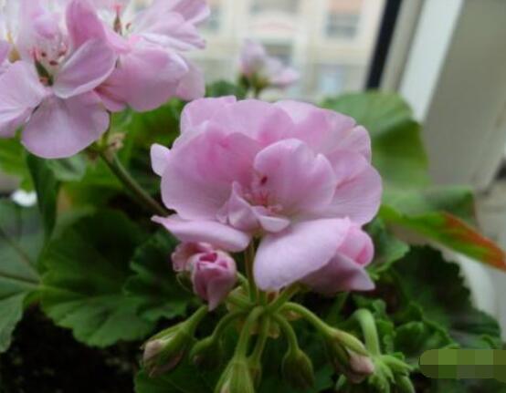 天竺葵是繡球花嗎，這是兩種完全不同花卉植物