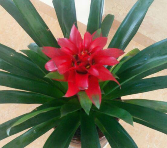 怎么讓鴻運(yùn)當(dāng)頭開(kāi)花，做好四個(gè)基本要點(diǎn)花開(kāi)爆盆