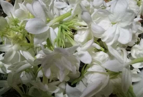 茉莉花花期多久，茉莉花花期長達半年(5-10月)