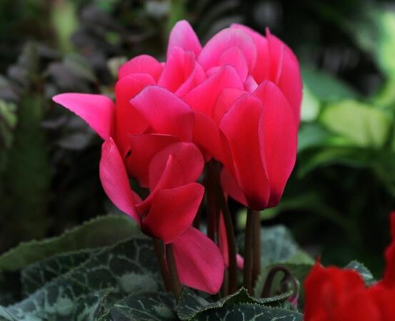 仙鶴來與仙客來的區(qū)別，教你最簡單的兩種分辨方法(形態(tài)/價值)