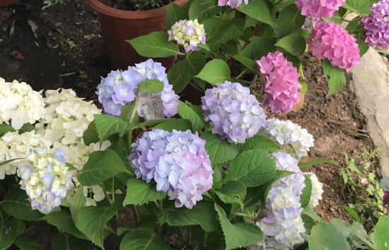 繡球花怎么養(yǎng)，繡球花的養(yǎng)殖方法