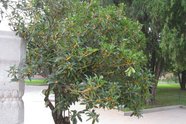 盆栽桂花移栽后管理方法，讓植株盡快適應(yīng)是關(guān)鍵