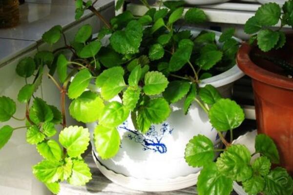 常春藤的擺放風(fēng)水，5個(gè)方面的擺放風(fēng)水