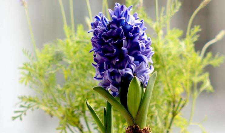 風信子一年開幾次花(一年開一次)，介紹一年開兩次花的方法