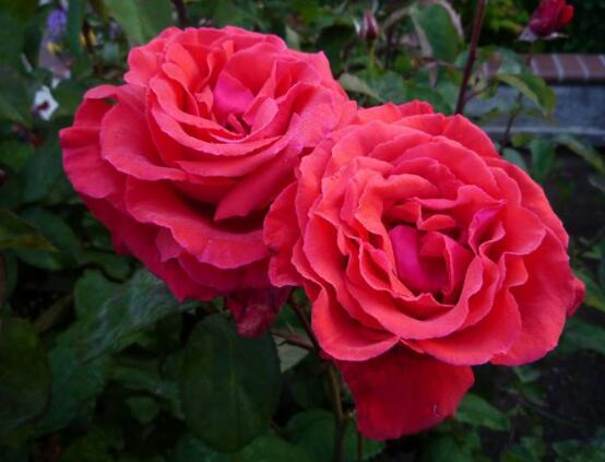 玫瑰花的花語(yǔ)是什么，玫瑰花象征著美麗的愛情