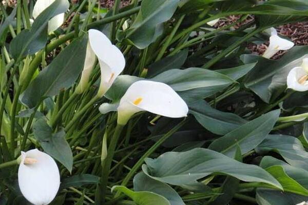 馬蹄蓮休眠期是什么時候，在盛夏和寒冬休眠