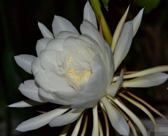 曇花開代表什么預(yù)兆，預(yù)兆著好事成雙、喜事臨門