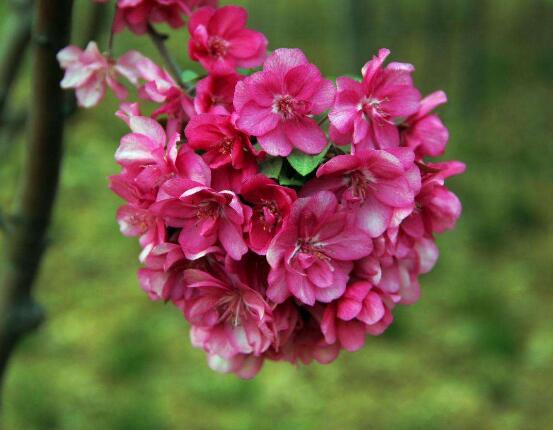 海棠花爛根怎么辦，海棠花爛根解決辦法