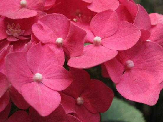 繡球不開花的原因，四種原因以及解決辦法