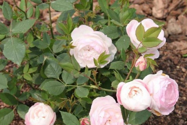 月季上綠色的小蟲(chóng)子