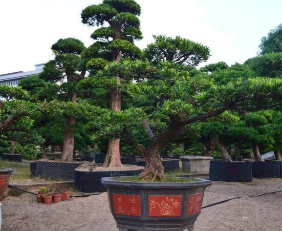 羅漢松寓意是什么，意著招財進寶、長壽吉祥(美好)