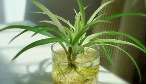 金邊吊蘭水培方法，三個步驟輕松教你水培出茂盛的吊蘭