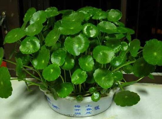 黃銅錢(qián)草有哪些常見(jiàn)的品種，欣賞四種最好看品種