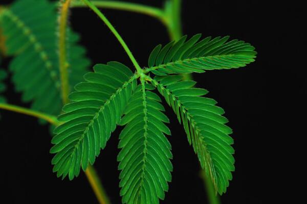 含羞草摸了掉頭發(fā)嗎，長期接觸會(huì)引起脫發(fā)