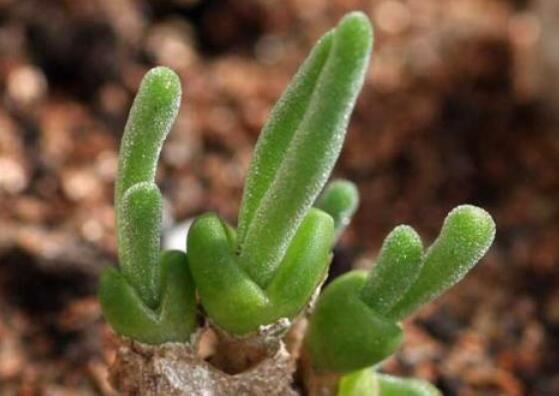 碧光環(huán)的用土方法，四份營養(yǎng)土六份蛭石一份珍珠巖混合配制