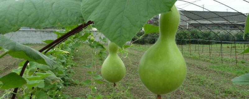 葫蘆種子多久發(fā)芽