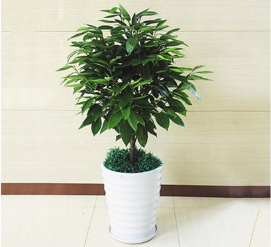 平安樹有毒嗎，平安樹能放在臥室嗎