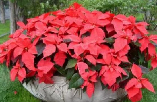 一品紅的花語(yǔ)是什么，普天同慶、共祝新生(圣誕之花)