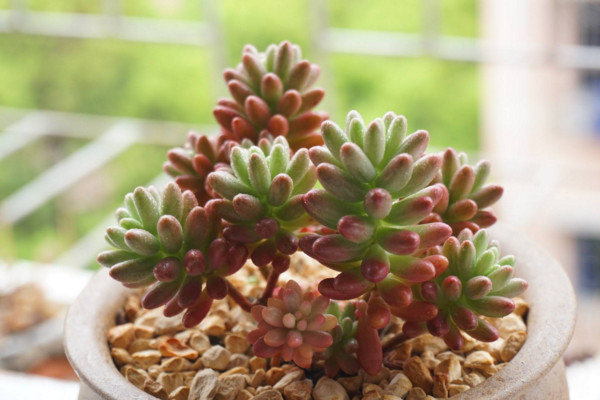 虹之玉和玉米石的區(qū)別，高度、花朵、習性、分布不同