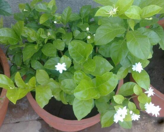 茉莉花種植方法，擇生長(zhǎng)健康當(dāng)年生種子/疏松透氣土壤