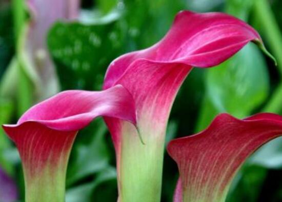 欣賞最好看馬蹄蓮圖片花語，代表著忠貞不渝，永結(jié)同心