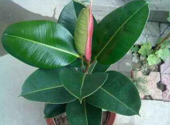 橡皮樹爛根什么原因，橡皮樹爛根怎么辦