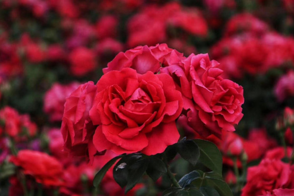 阿斯匹林適合澆什么花，玫瑰花/蟹爪蘭/梔子花等