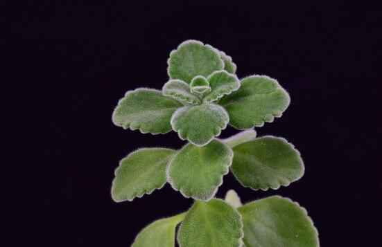 碰碰香放臥室可以嗎，可以/醒腦提神、凈化空氣、驅(qū)趕蚊蟲