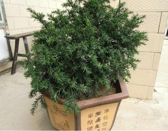 紅豆杉施什么肥好，紅豆杉施氮、磷、鉀肥最好