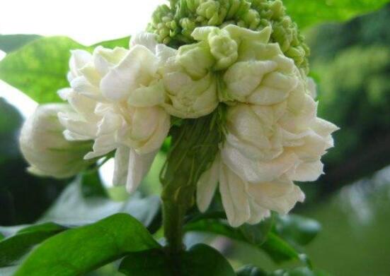 虎頭茉莉怎么養(yǎng)，做好六個養(yǎng)殖步驟即可花開爆盆