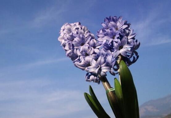 風(fēng)信子盆栽怎么種植，擇飽滿種球、露出土壤2厘米(存活最高)