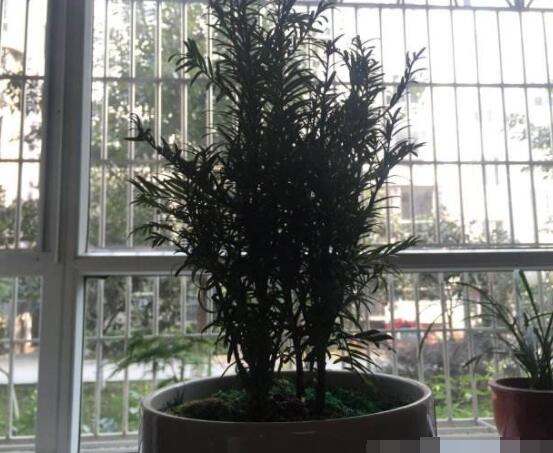 紅豆杉放家哪個位置好，教你六種最佳擺放地點(招財生旺)