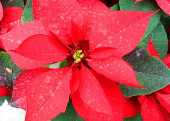 一品紅怎么澆水，一品紅澆水方法