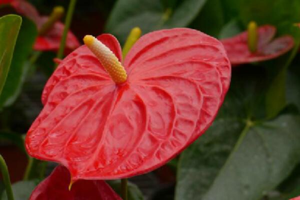 紅掌怎么繁殖，常見有分株、播種、扦插三種繁殖方法