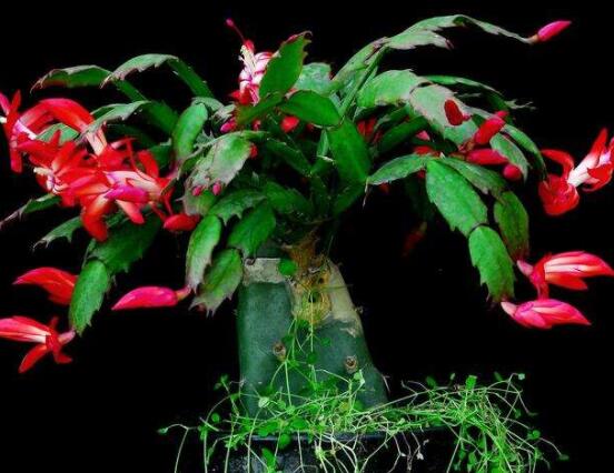 蟹爪蘭冬天能開花嗎，冬季做好六點(diǎn)養(yǎng)護(hù)措施便可花開爆盆