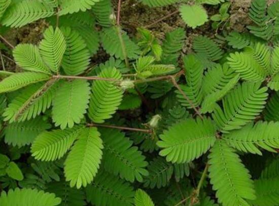 含羞草有什么寓意嗎，含羞草花語是什么